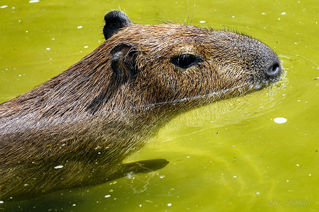  Nahaufnahme eines Capybara-Kopfes, der aus dem grünlichen Wasser ragt. Das Tier blickt ruhig zur Seite.