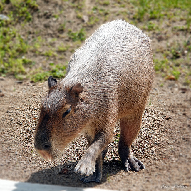 Ein Capybara mit grau-braunem Fell läuft auf sandigem Boden und wirft einen leichten Schatten.