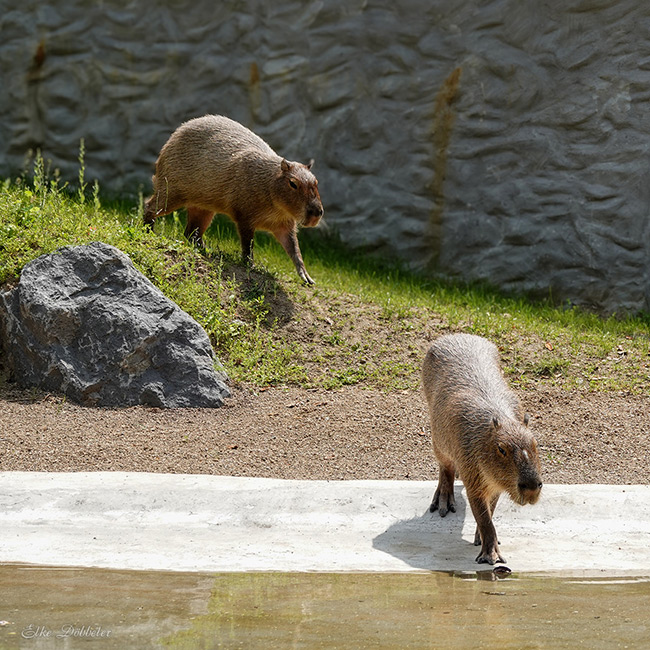 Zwei Capybaras an einem Ufer. Eines steht auf einer grasbewachsenen Böschung, das andere steht am Rande des Wassers.