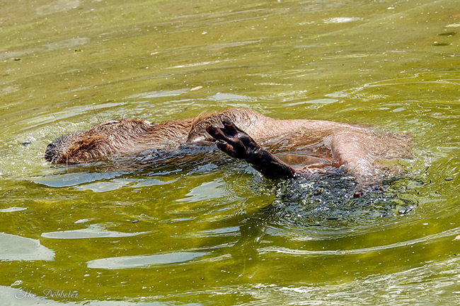 in Capybara schwimmt vergnügt auf dem Rücken im Wasser, eine seiner dunklen Pfoten ragt in die Luft.