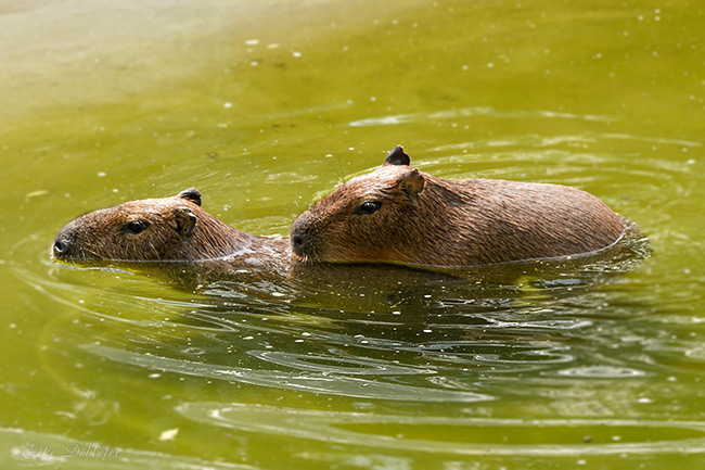 wei Capybaras schwimmen hintereinander in einem Gewässer. Das vordere Tier ist fast vollständig untergetaucht.