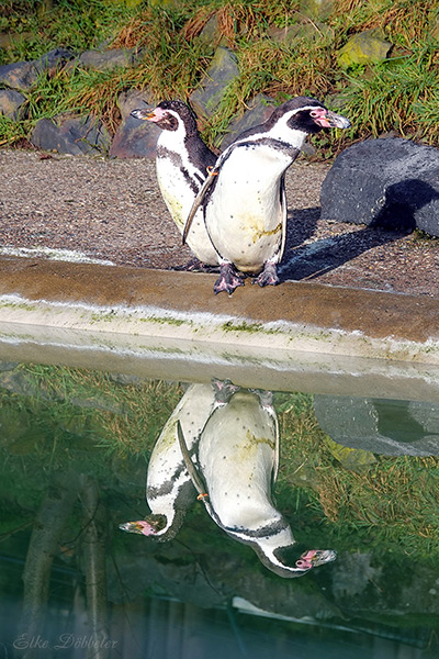 Zwei Humboldtpinguine stehen aufrecht an einer Betonpfeiler-Kante direkt über einer ruhigen Wasseroberfläche. Das Wasser spiegelt die Tiere und die dahinterliegende grasbewachsene Böschung fast perfekt und klar nach unten wider.