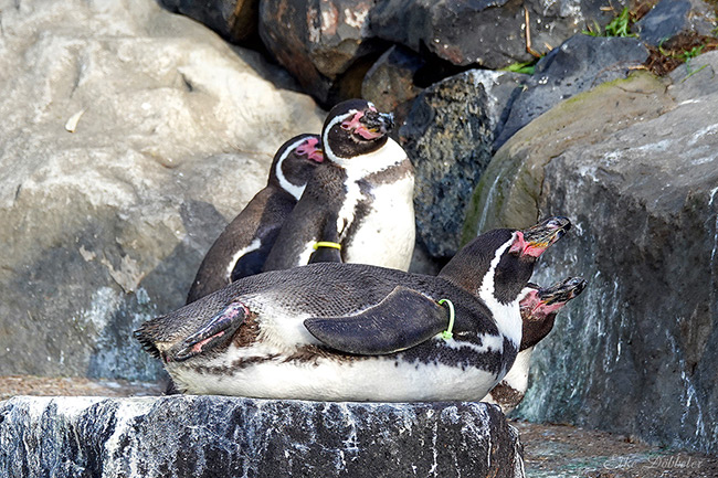 Eine Gruppe Humboldtpinguine an einem Felsufer im Zoo Neuwied. Ein Pinguin liegt im Vordergrund entspannt auf dem Bauch auf einem flachen Stein, während drei weitere Pinguine dahinter stehen und in verschiedene Richtungen blicken.