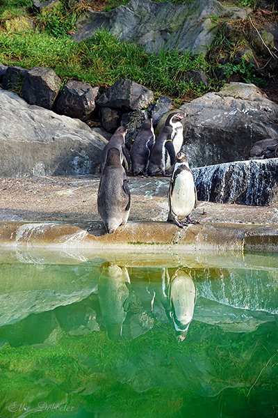  Mehrere Humboldt-Pinguine stehen ruhig am Beckenrand im Zoo Neuwied, ihre schwarz-weißen Körper spiegeln sich im grünen Wasser an einem winterlichen, schneefreien Tag.