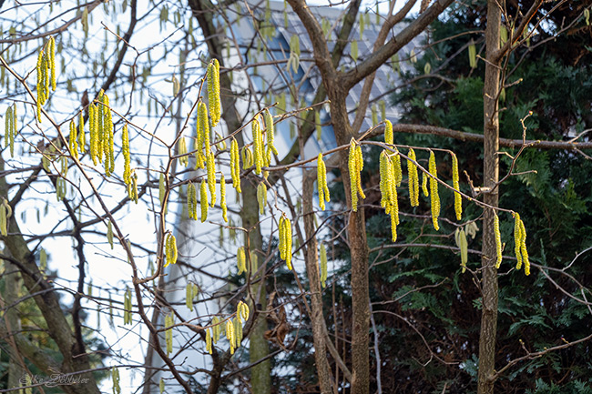 Nahaufnahme eines blühenden Haselnussstrauchs im Sonnenlicht. Zahlreiche lange, gelb-grünliche Pollenkätzchen hängen wie Schnüre von den feinen, blattlosen Zweigen herab. Im Hintergrund sind unscharf ein Haus mit bläulichem Dach und dunkle Nadelbäume unter einem hellen Himmel zu erkennen.