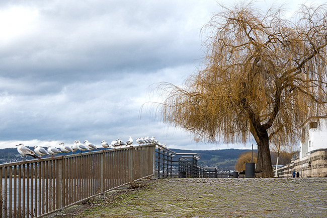 Eine lange Reihe von Lachmöwen sitzt nebeneinander auf einem Metallgeländer am Rheinufer im Deichvorgelände von Neuwied-Irlich. Im Hintergrund stehen ein großer kahler Weidenbaum, der graue Rhein und ein wolkenverhangener Himmel. Der Boden besteht aus Kopfsteinpflaster. - Foto: Elke Döbbeler