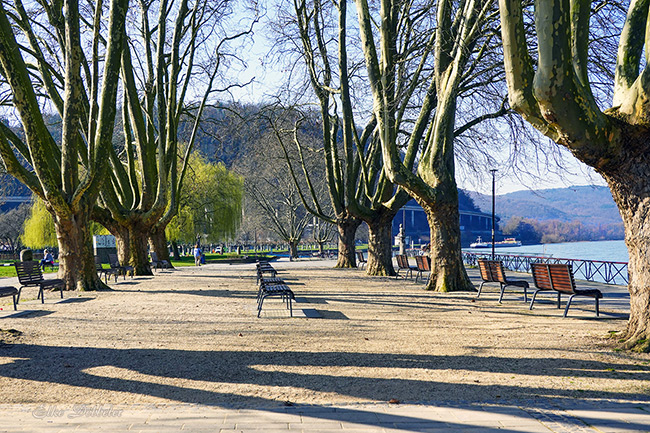 Blick auf eine sonnige Uferpromenade am Rhein in Andernach. Eine Allee aus hohen, noch blattlosen Platanen säumt einen breiten Kiesweg mit einladenden Sitzbänken, die Schatten auf den Boden werfen. Im Hintergrund sind der Fluss Rhein, ein fahrendes Schiff und eine Brücke zu sehen. Eine entspannte Frühlingsstimmung bei blauem Himmel.